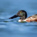 每日黑料 t9ci92y0l